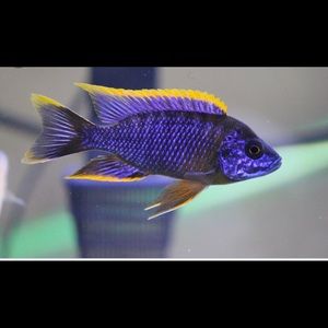 Meet your Posher, Walter